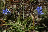 Gentiana kaufmanniana