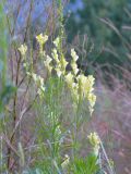 Linaria vulgaris