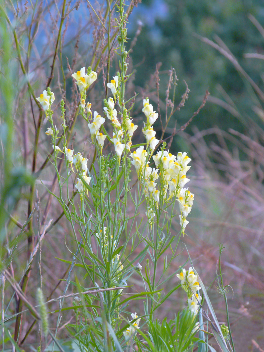 Image of Linaria vulgaris specimen.
