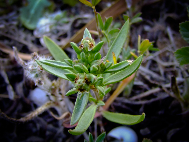 Изображение особи Plantago sarcophylla.