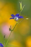 Aquilegia parviflora. Верхушка растения с цветком и завязавшимися плодами. Сахалин, Тымовский р-н, река Пиленга, луг на склоне сопки. 03.07.2011.