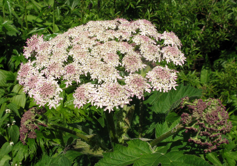 Image of Heracleum dissectum specimen.