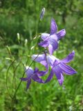 Campanula patula