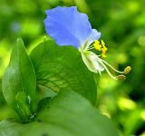 Commelina communis