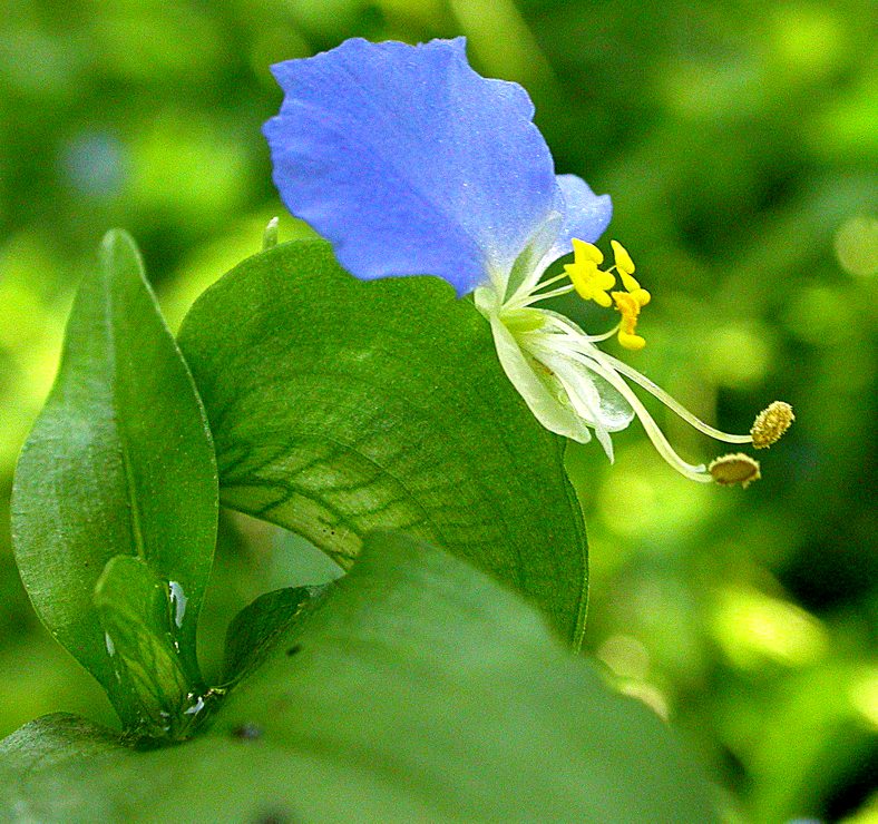 Image of Commelina communis specimen.