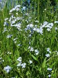Myosotis palustris. Верхушка цветущего растения. Смоленская обл., Смоленский р-н, окр. пос. Каспля. 05.06.2011.