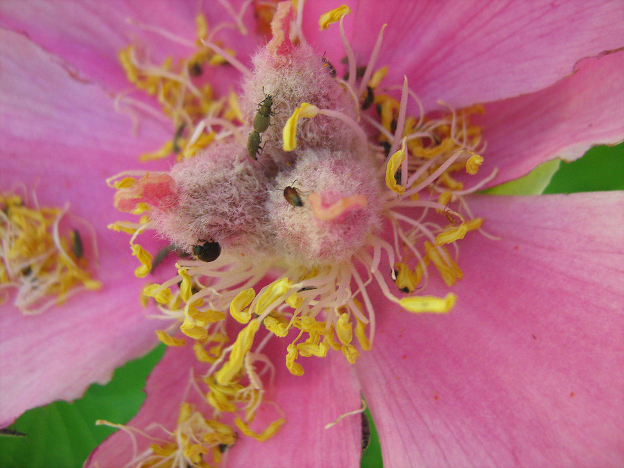 Image of Paeonia daurica specimen.