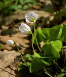 Oxalis acetosella. Цветки и листья. Смоленская обл., Смоленский р-н, долина Удры. 07.05.2012.