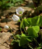 Oxalis acetosella