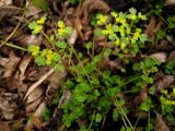 Chrysosplenium flagelliferum