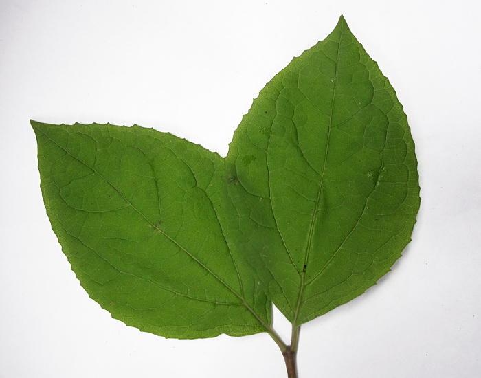 Изображение особи Philadelphus tenuifolius.