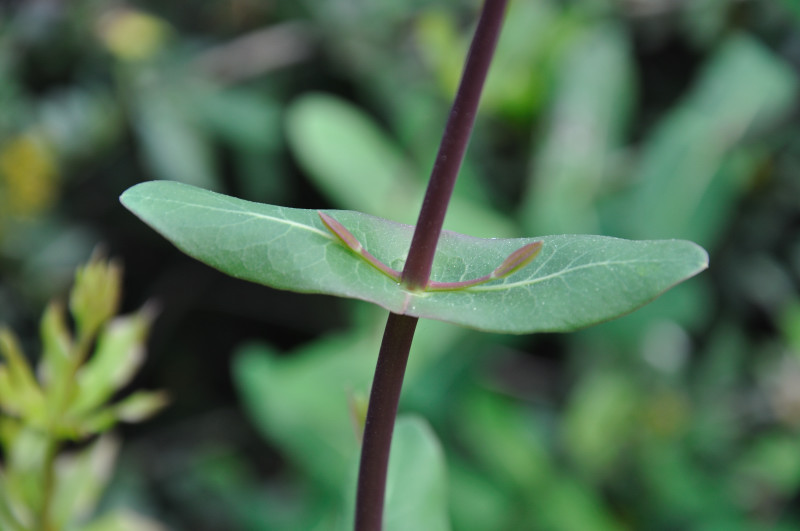 Image of Lonicera implexa specimen.