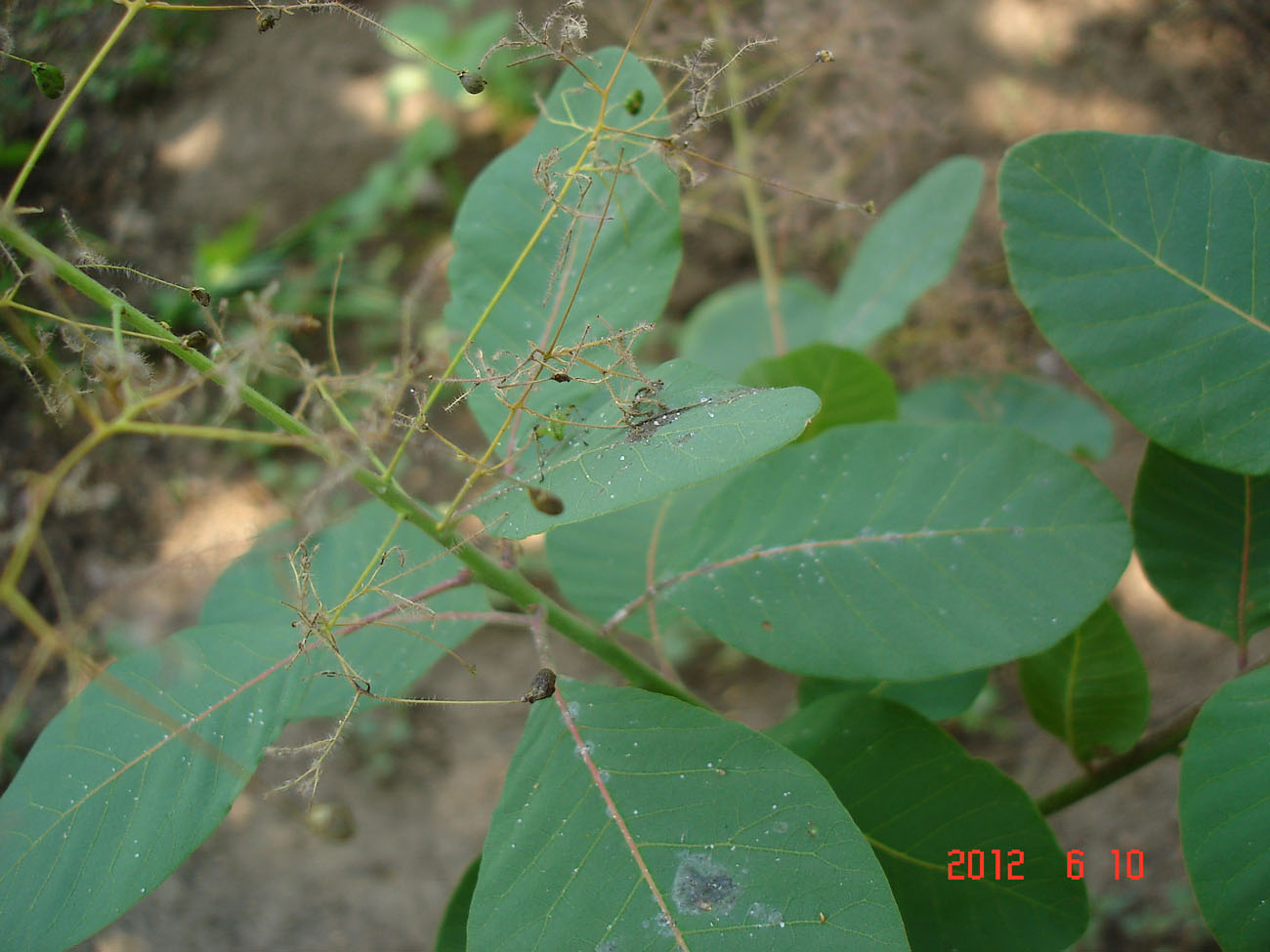 Изображение особи Cotinus coggygria.