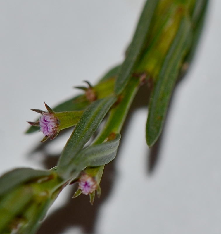 Image of Lythrum tribracteatum specimen.