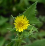 Sonchus oleraceus