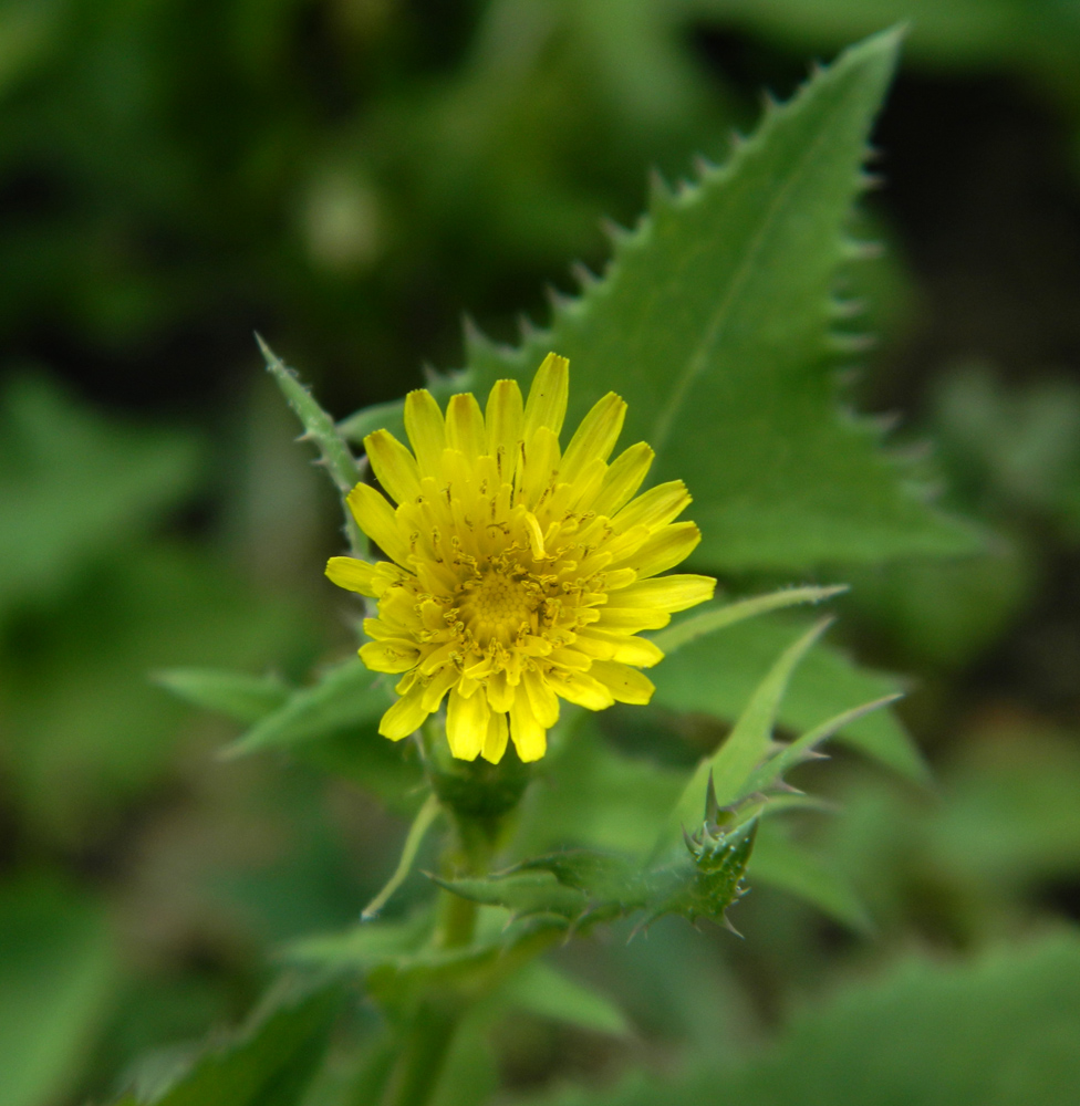 Изображение особи Sonchus oleraceus.