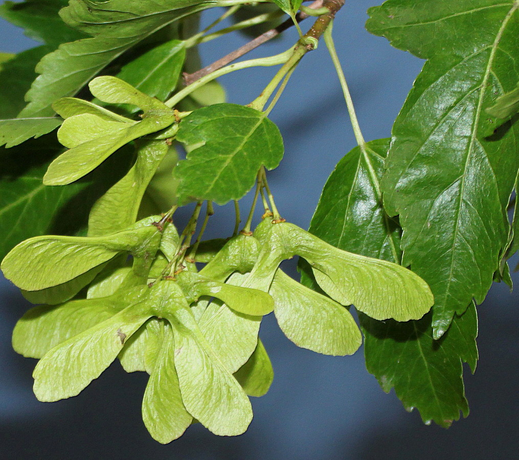 Image of Acer ginnala specimen.