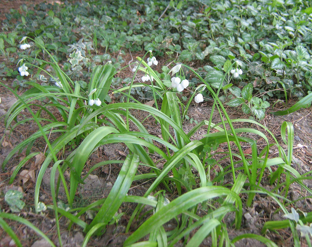 Изображение особи Allium paradoxum.