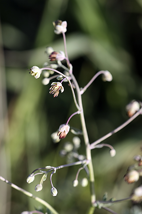 Image of Thalictrum isopyroides specimen.
