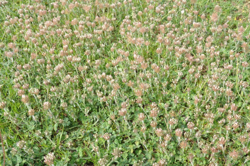 Изображение особи Trifolium stellatum.