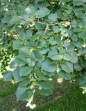 Tilia cordifolia. Ветка цветущего дерева. Москва, территория Кремля, Тайницкий сад. 15.06.2012.