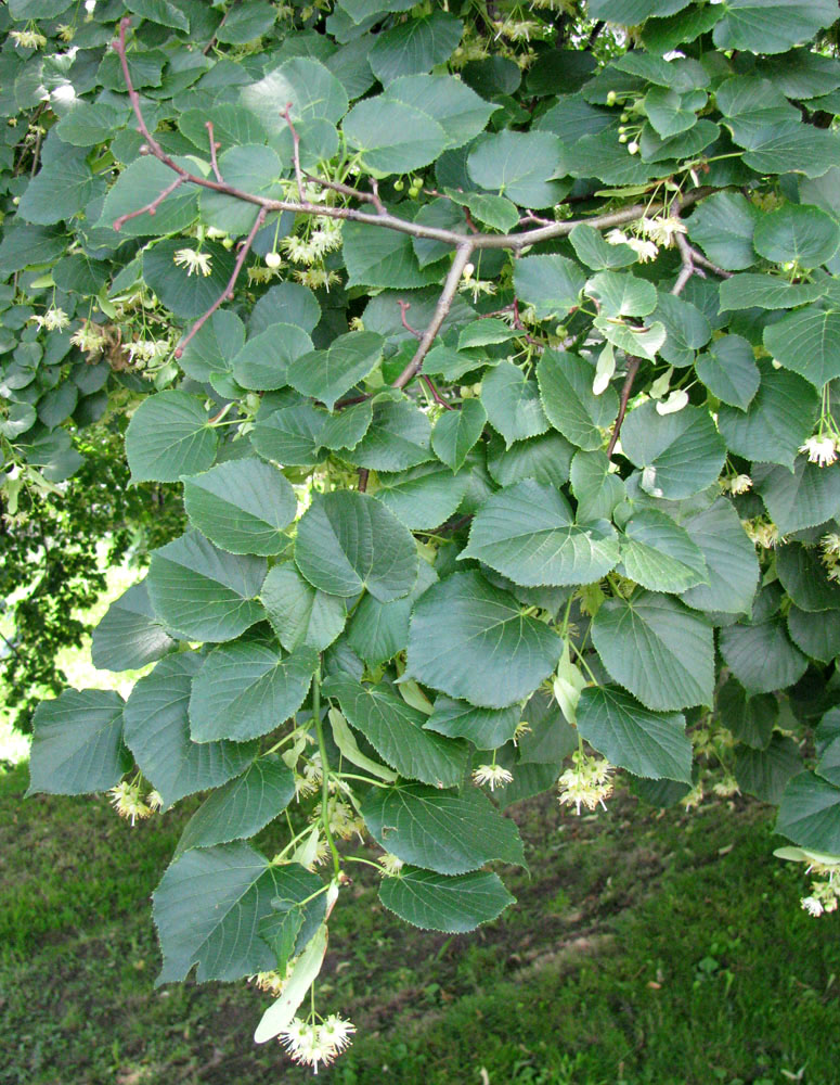 Изображение особи Tilia cordifolia.