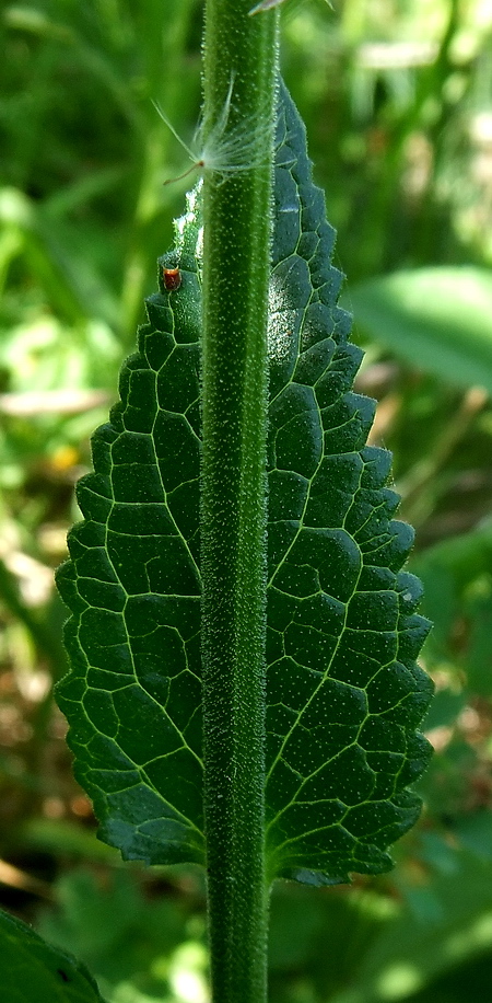 Image of Verbascum phoeniceum specimen.