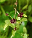 Saxifraga cernua