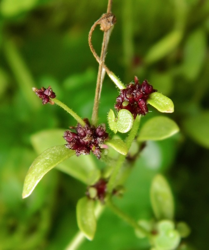 Image of Saxifraga cernua specimen.