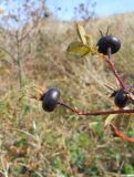 Rosa spinosissima