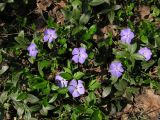 Vinca minor