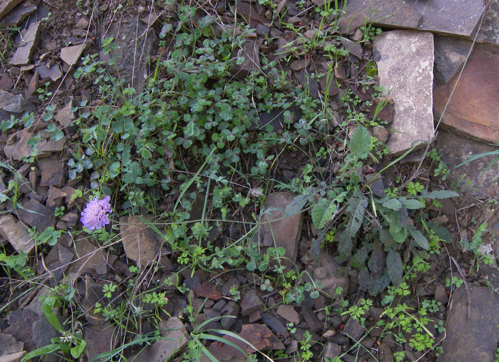 Изображение особи Scabiosa hyrcanica.