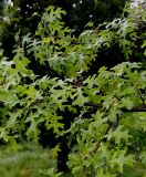 Quercus coccinea. Ветвь ('Splenders'). Нидерланды, г. Venlo, \"Floriada 2012\". 11.09.2012.