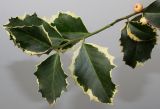 Ilex aquifolium. Побег с плодами ('Variegata'). Германия, г. Кемпен, в культуре. 13.09.2012.