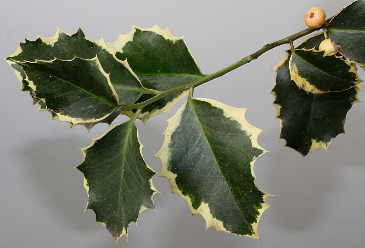 Image of Ilex aquifolium specimen.