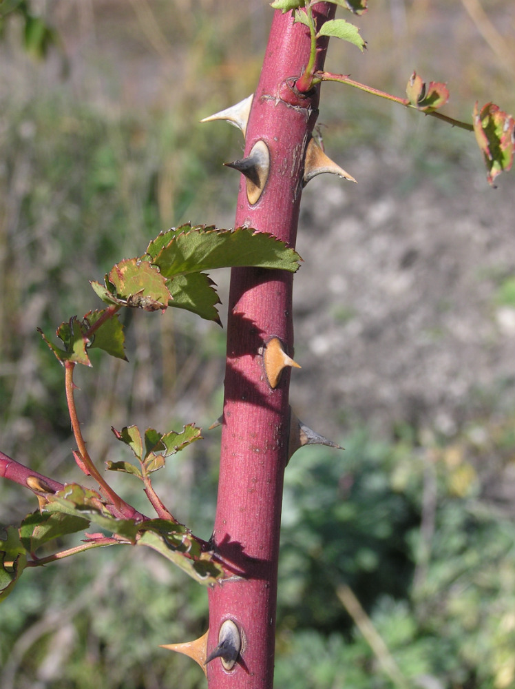 Image of genus Rosa specimen.