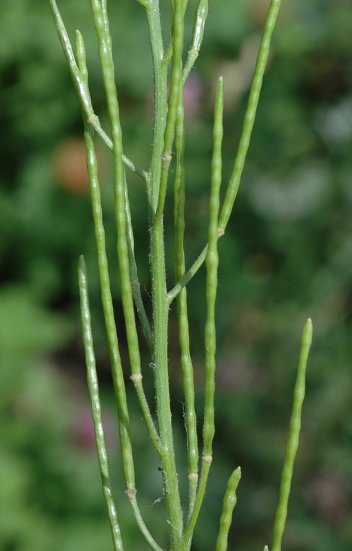 Image of Hesperis matronalis specimen.