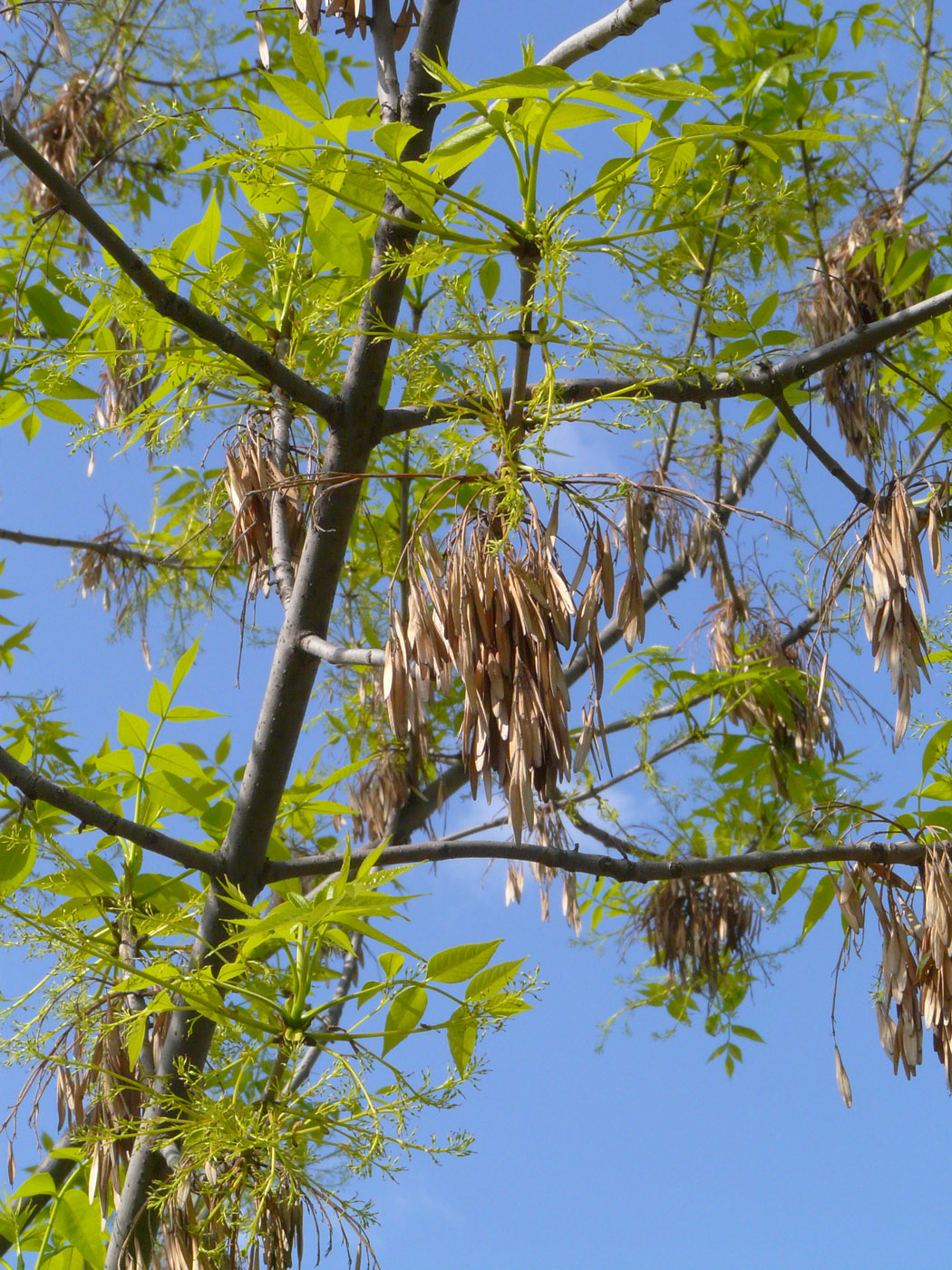 Изображение особи Fraxinus pennsylvanica.