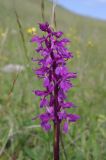 Orchis mascula. Соцветие. Псковская область, Печорский р-н, Старый Изборск. 01.06.2012.