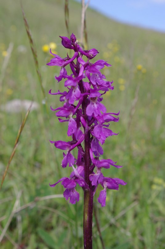 Изображение особи Orchis mascula.