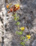 Hypericum thymifolium. Верхушка цветущего растения. Israel, Mount Carmel. Сентябрь 2006 г.