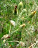 семейство Asteraceae. Верхушка побега с отцветающими и отцветшими соцветиями. Испания, Каталония, Жирона, Тосса-де-Мар, крепость Вила-Велья. 24.06.2012.