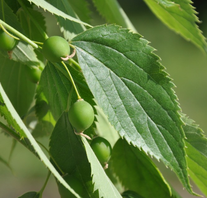 Изображение особи Celtis australis.