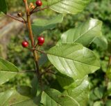 Frangula alnus. Побег с плодами. Подмосковье, г. Одинцово, придомовые посадки. Сентябрь 2012 г.