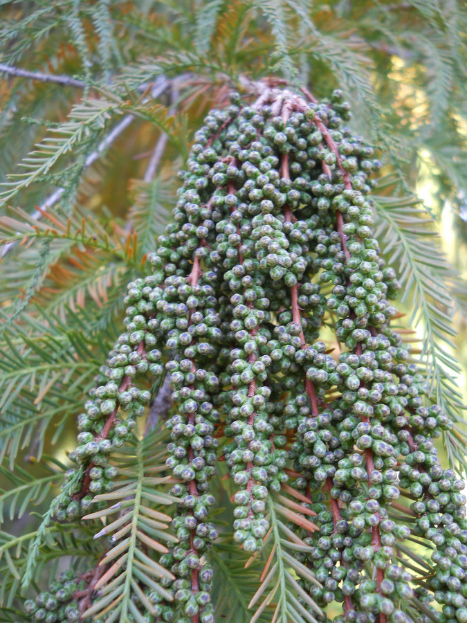 Image of Taxodium distichum specimen.