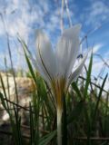 Crocus hyemalis