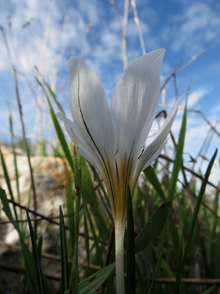 Изображение особи Crocus hyemalis.