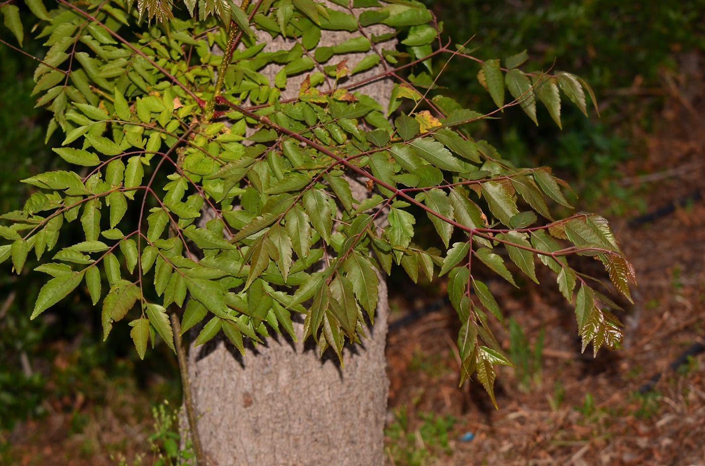 Image of Koelreuteria bipinnata specimen.