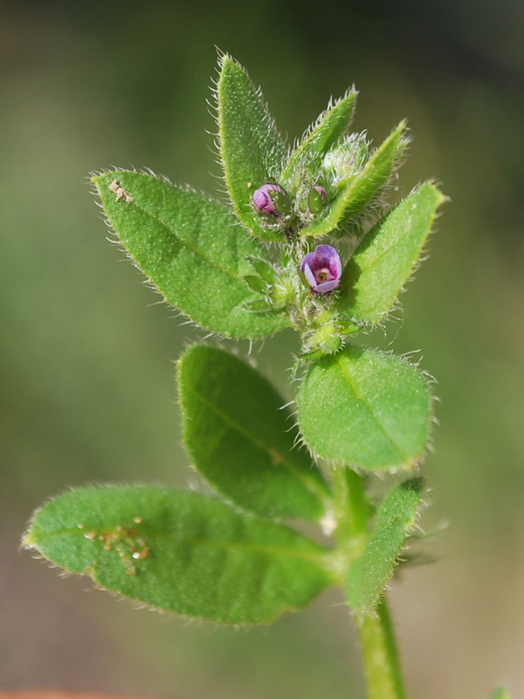 Image of Asperugo procumbens specimen.