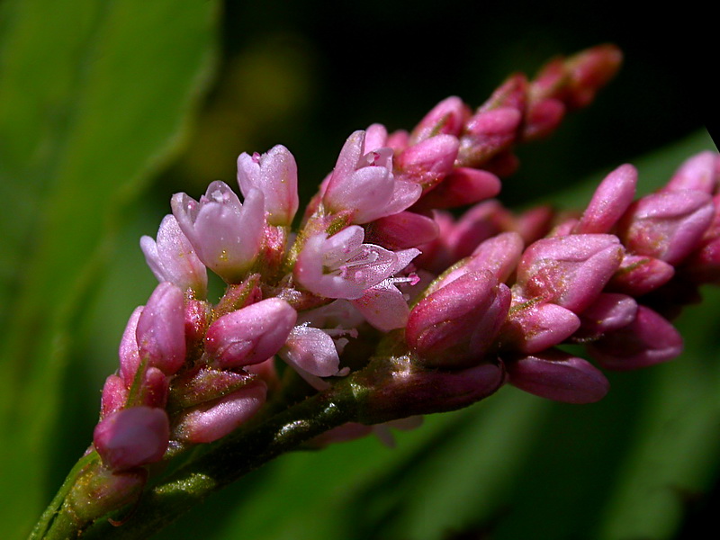 Image of Persicaria minor specimen.